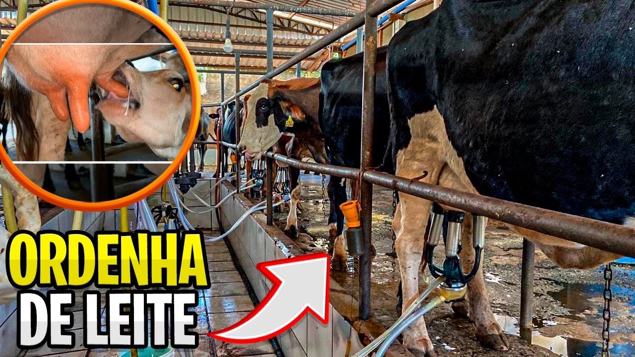 TIRANDO LEITE DAS VACA NA ORDENHA