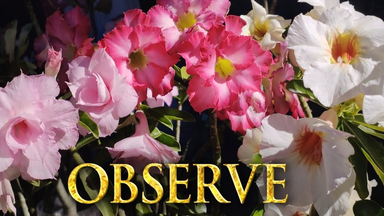 O SEGREDO que as Flores Escondem( e que muda a sua Mente)
