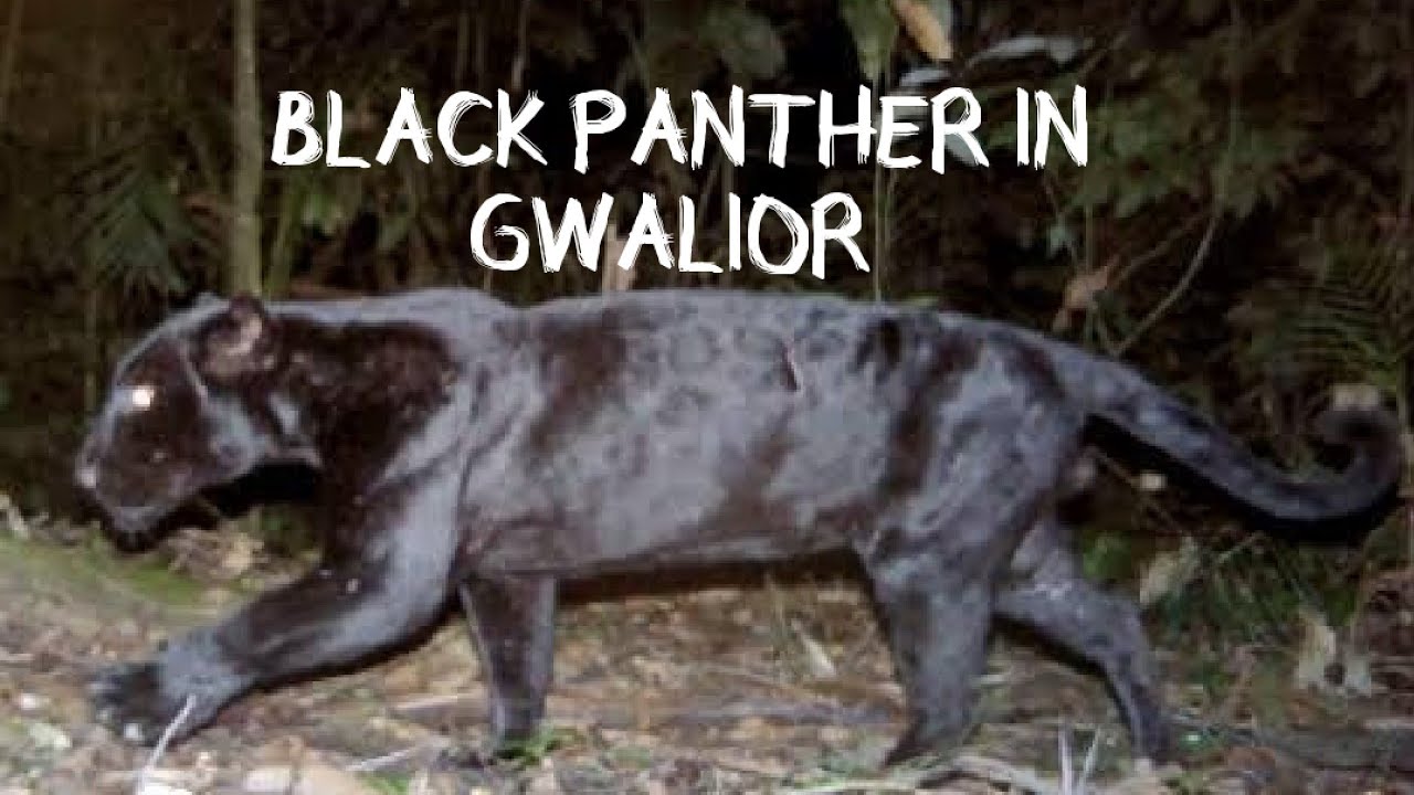 Black panther caught in CCTV camera in gwalior /ब्लैक पैन्थर - सीसीटीवी में कैद हुआ
