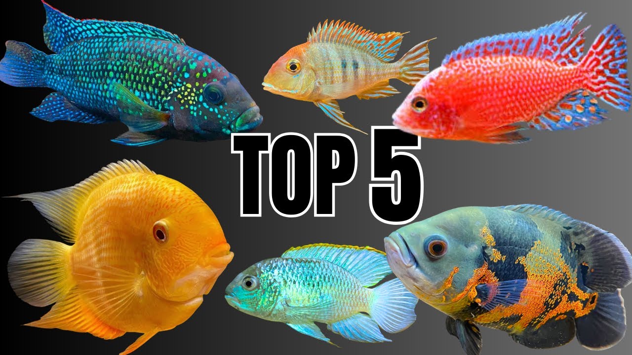 Top 5 Cichlid Trios | Best Cichlid Stocking Ideas That Work