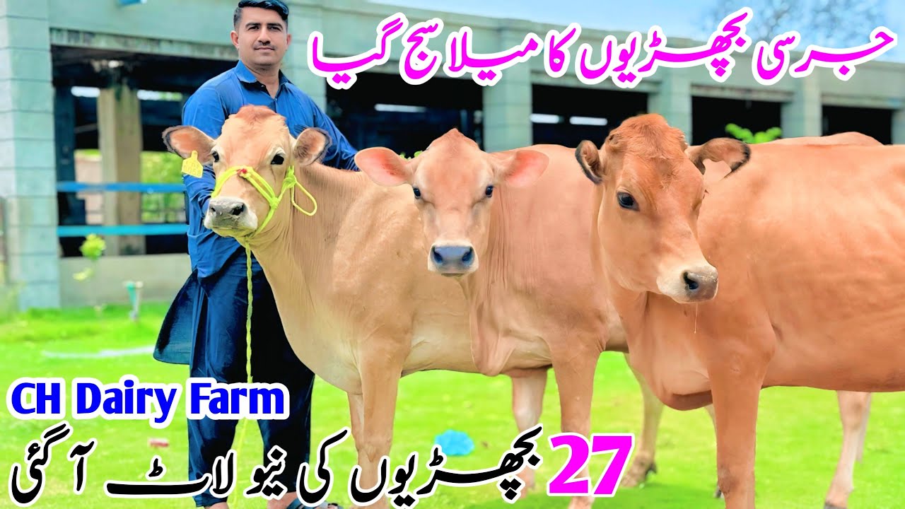 Jersey heifers for sale | Pure HF heifers for sale in Ch dairy farm | Pk Janwar Mandi | 30 June 2025