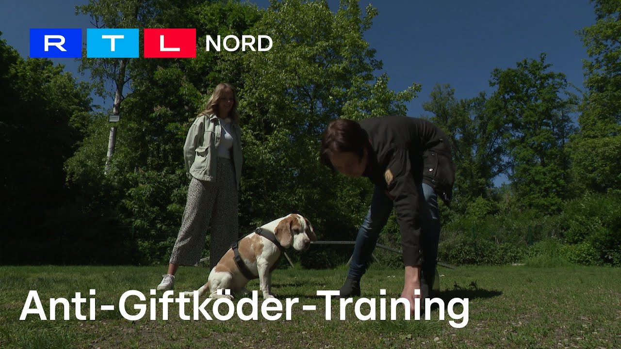 Vorsicht Giftköder! Diese Tipps sind lebenswichtig für euren Hund