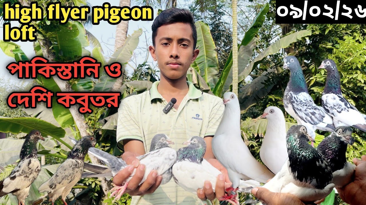 তুহিন ভাইয়ের হাইফ্লায়ার কবুতর| highflyer pigeon for sell guaranty | big bazar pigeon market #pigeon