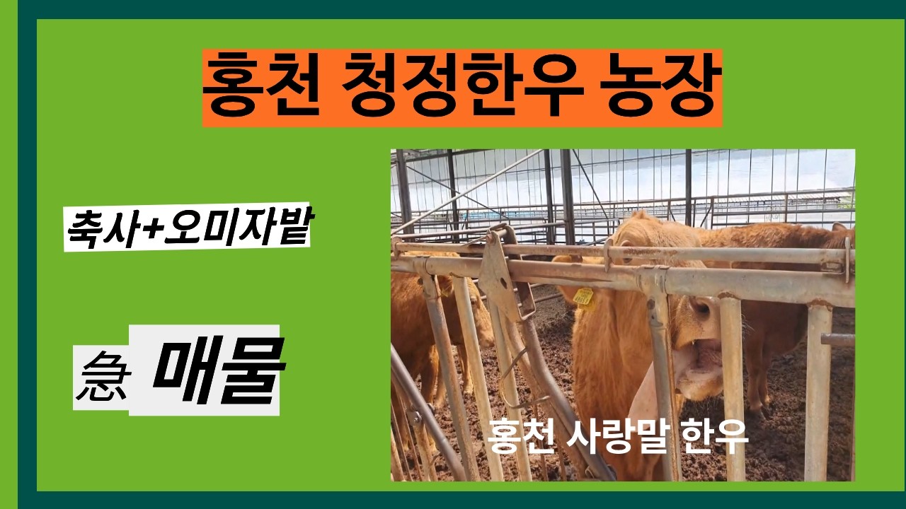 홍천에서 한우를 키워볼까요?청정한우 사랑말농장 급매물소개합니다.