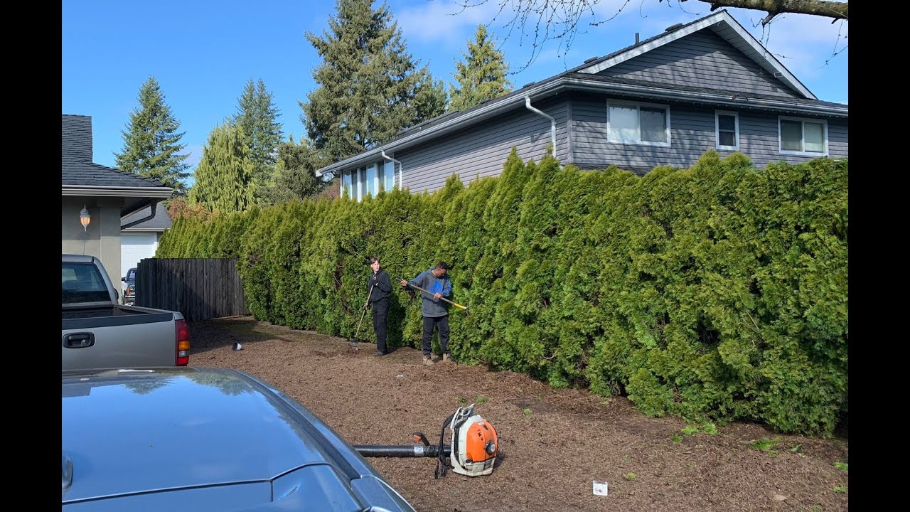 2 Days to Restore These Emerald Cedar Hedges...LOTS OF DEBRIS