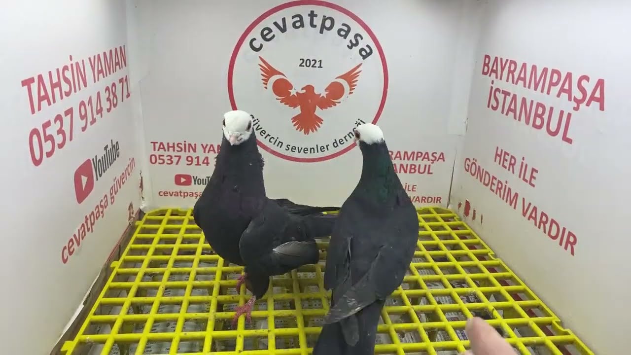 canlı güvercin mezat