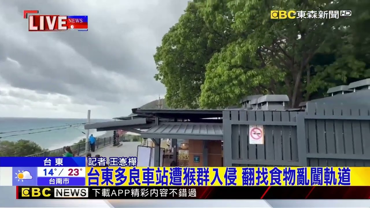 台東多良車站遭猴群入侵 翻找食物亂闖軌道@newsebc