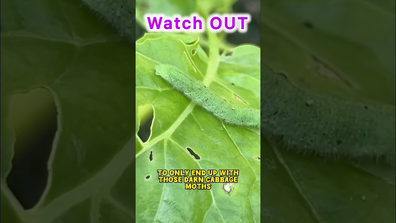 Increase Vegetable Harvest with Insect Netting