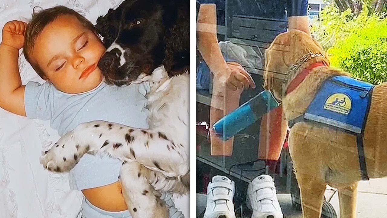 This Is Why Dogs Are Man's Best Friend - Compilation | Cute moments dog and owner compilation