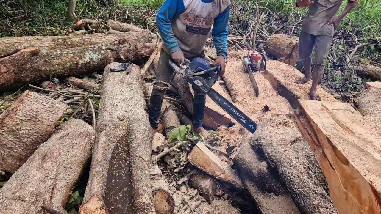 MIND-BLOWING TECHNIQUES FOR CUTTING LARGE WOOD WITH MODERN CHAINSAW! - Agriculture Farming