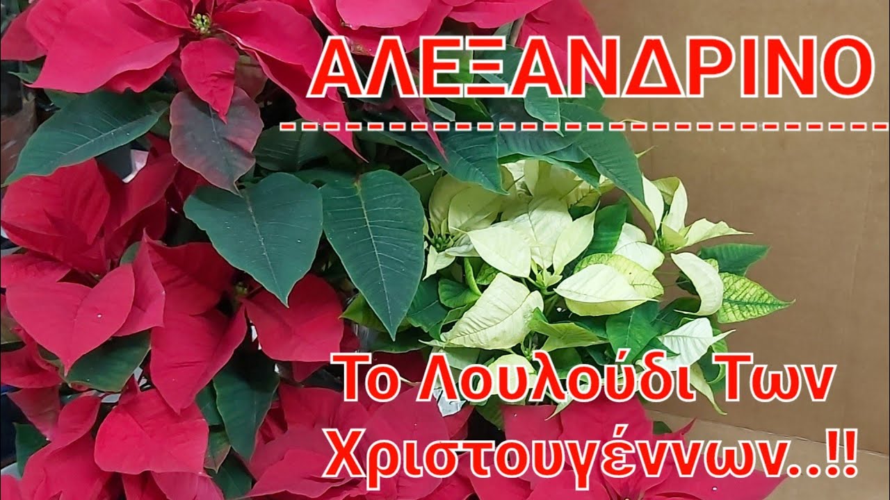 Αλεξανδρινό : Συμβουλές Και Πληροφορίες Για Τη Φροντίδα Του #αλεξανδρινό #αλεξανδρινό_φροντίδα #φυτά