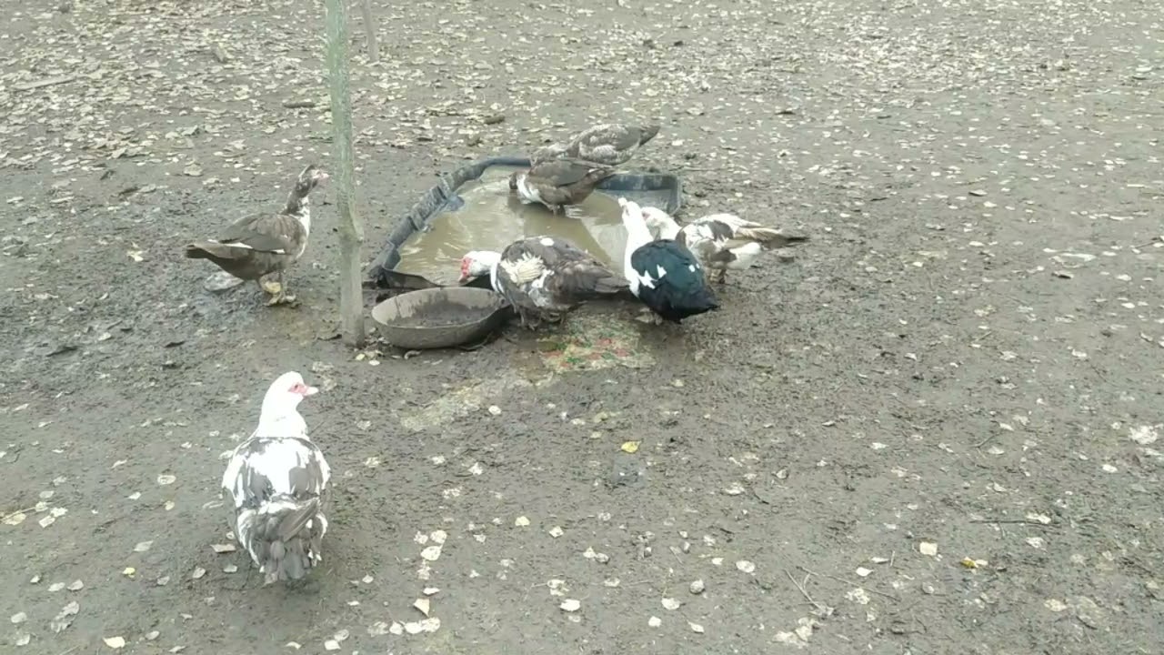 ВЫГОДНО ЛИ ДЕРЖАТЬ МУСКУСНЫХ УТОК? КАКОЙ КОРМ ДАЁМ УТЯТАМ?