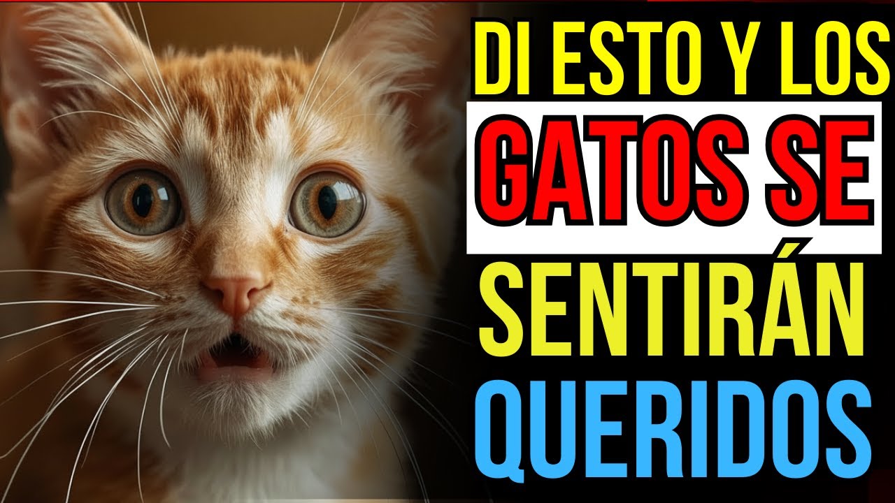 6 palabras sencillas para que tu gato se sienta amado al instante