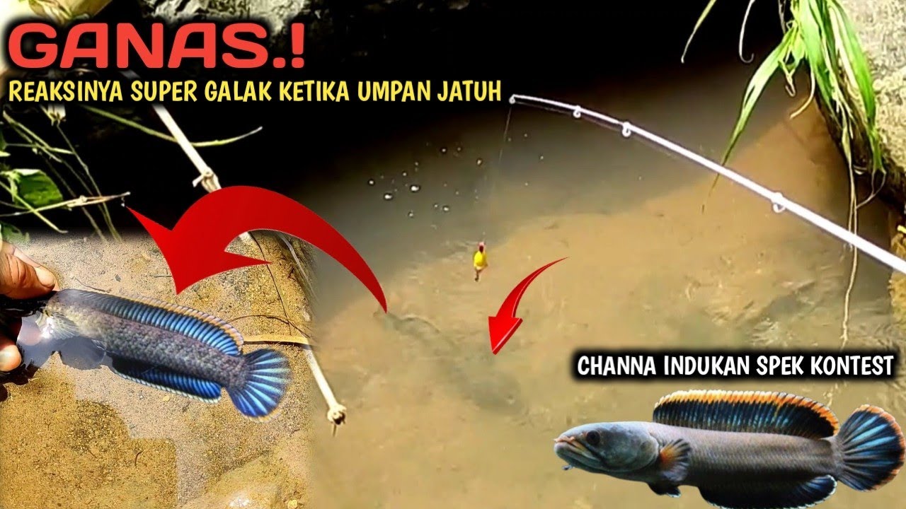 Mantap.! Mancing Ikan Gabus Hias Channa Limbata/Kotes || Jackpot Strike Ikan Indukan Spek Kontes Bro