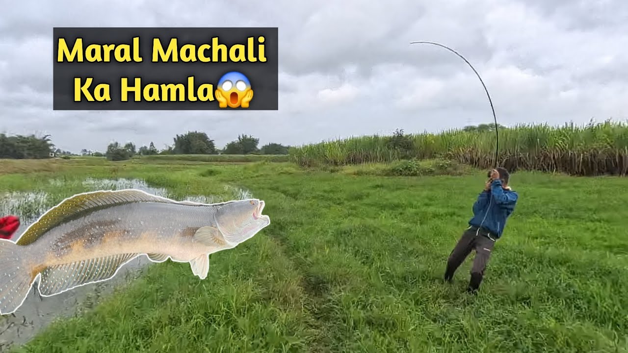 Snakehead Fishing Tiger Snakehead मरल मछली का जोरदार  हमला😍😀
