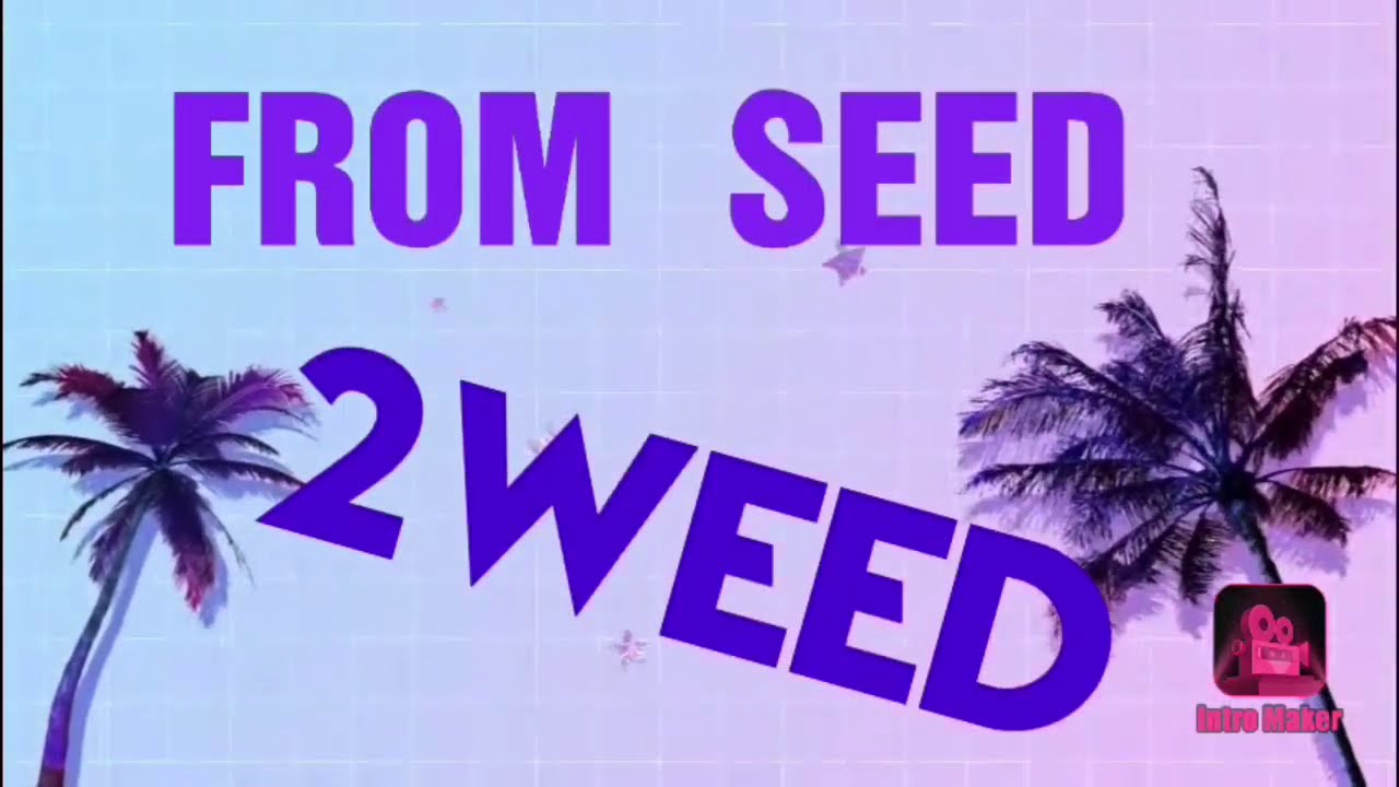 HOW TO TRANSPLANT WEED