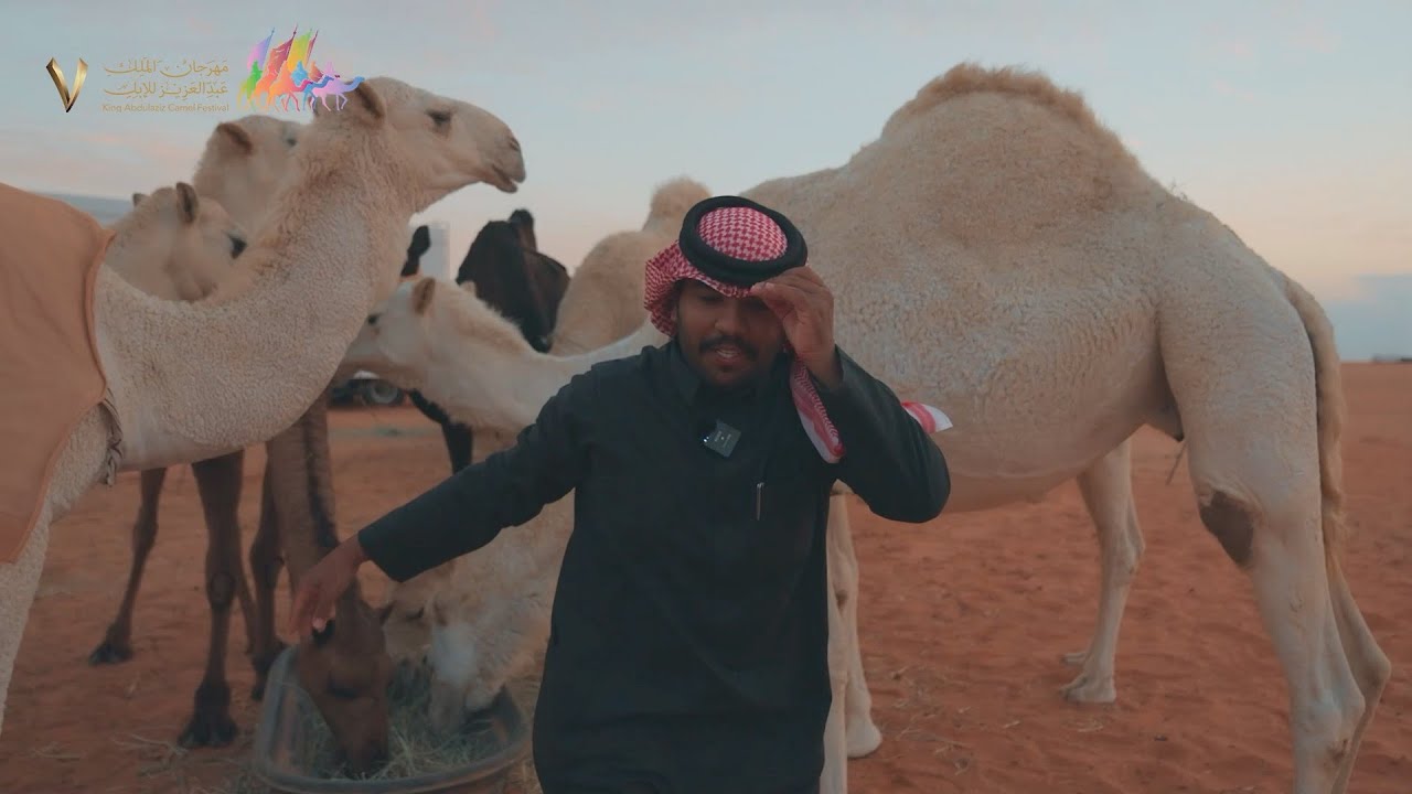 الهوبال | #مهرجان_الملك_عبدالعزيز_للإبل7