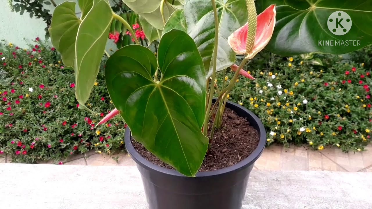 COMO REPLANTAR ANTÚRIO, E PASSANDO DICAS DE CULTIVO.