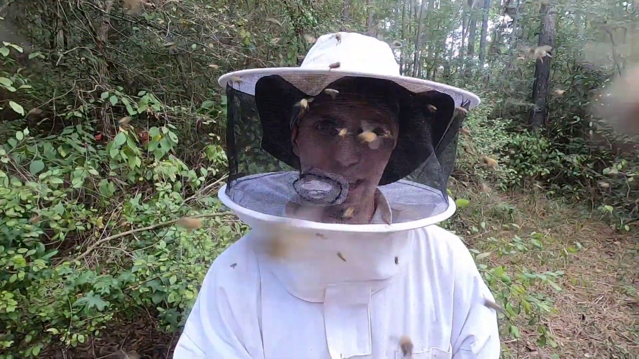Africanized Killer Bee Removal and Honey Harvest