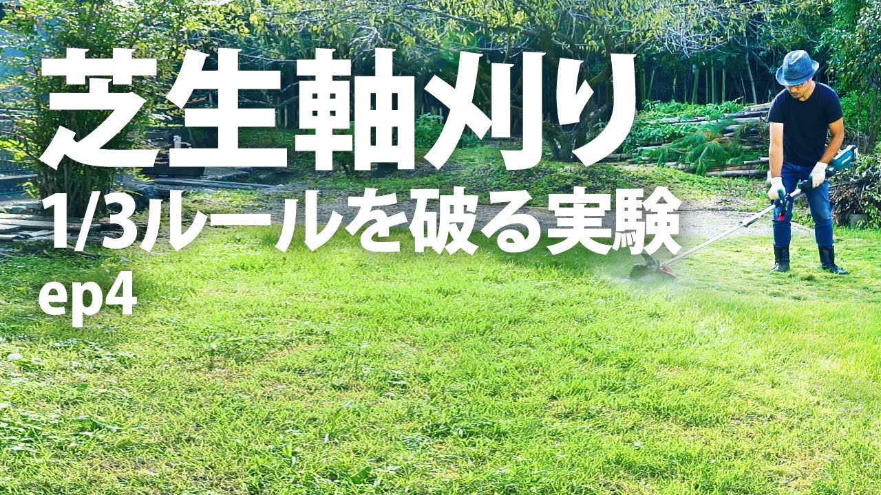 【芝生軸刈り ep4】そろそろ「1/3ルール」を疑いにかかりました【草刈機で芝刈り】