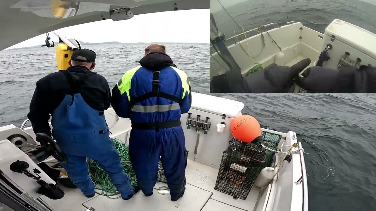 Krepsefiske 2023 sjøkreps / Crayfish