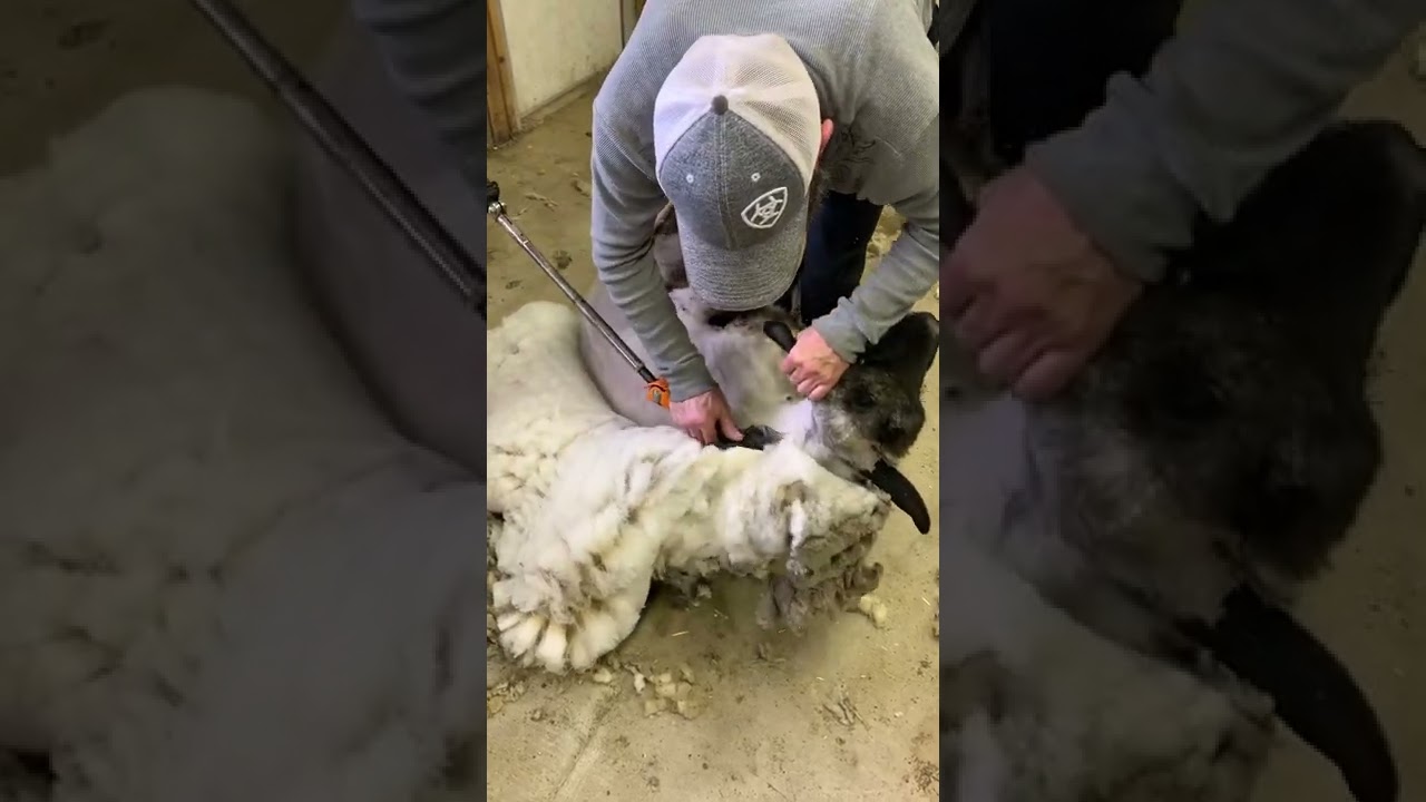 Shearing a Suffolk ram
