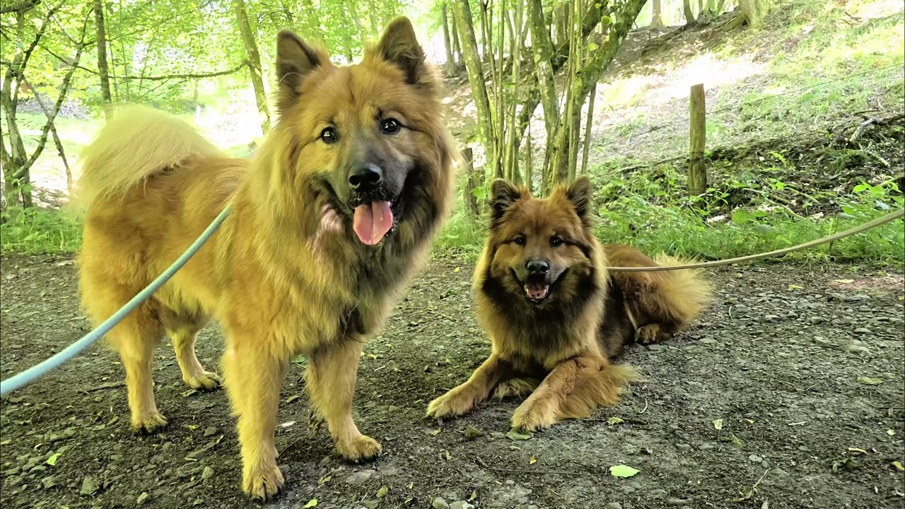 2-tes  Wurftreffen Eurasier von der Schmalen Burg