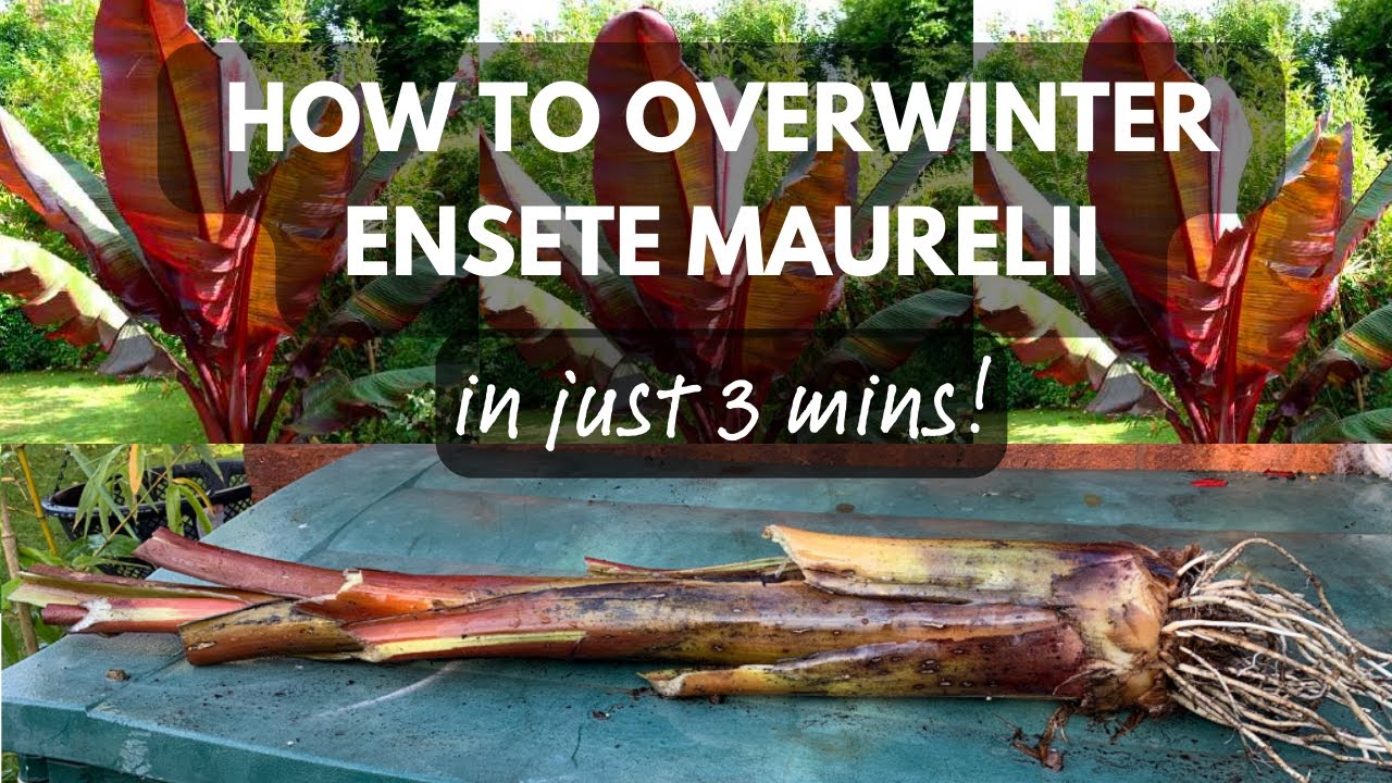 How I Overwinter Ensete Maurelii - Red Abyssinian Banana Plant