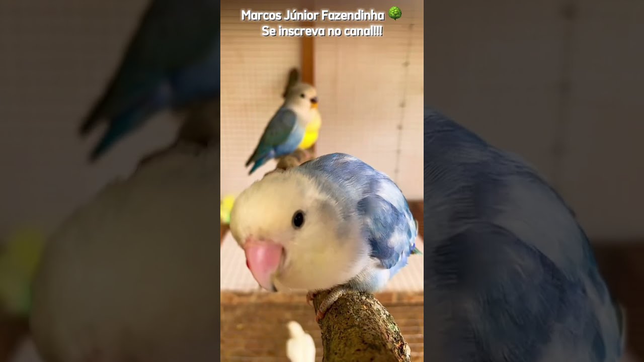 Criação de Agapornis em viveiro!!!