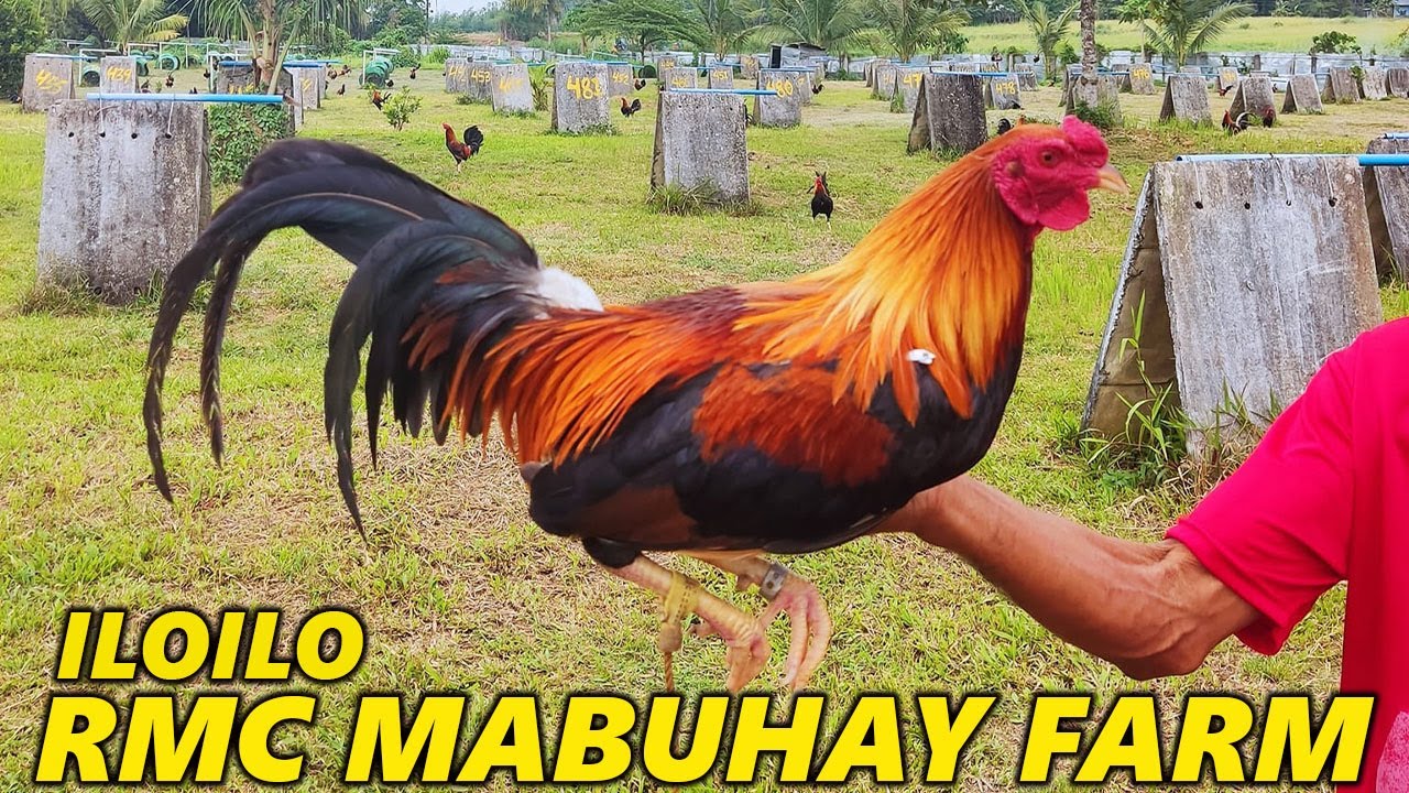 ILOILO !! Rmc Mabuhay Farm Best Farm Philippines - Beautiful Birds