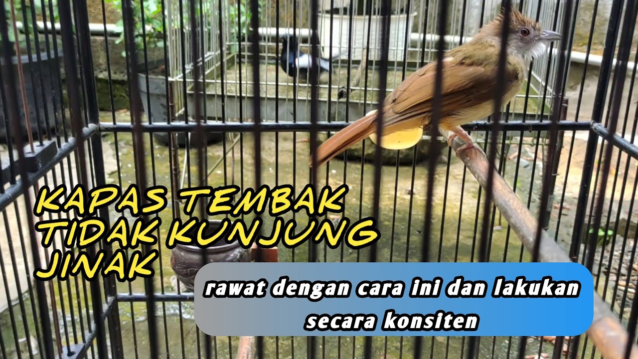 cara cepat menjinakkan kapas tembak