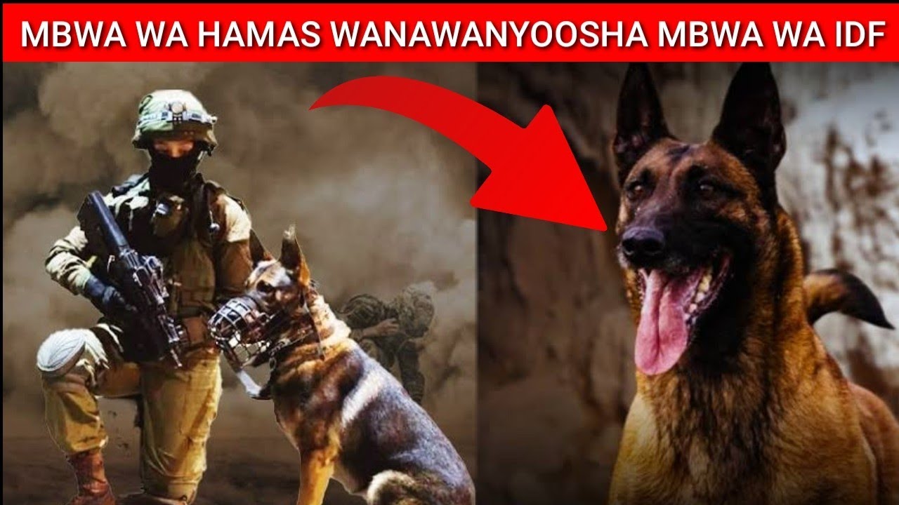 MBWA WA GAZA NOMA WANAWANYOOSHA ASKARI WA IDF NA MBWA WAO