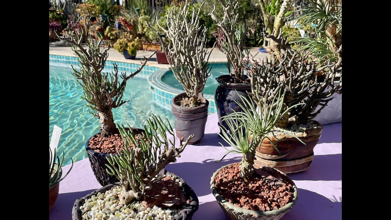 Tylecodon Varieties! Rare and Unique Succulents - Part 1 - Episode 159