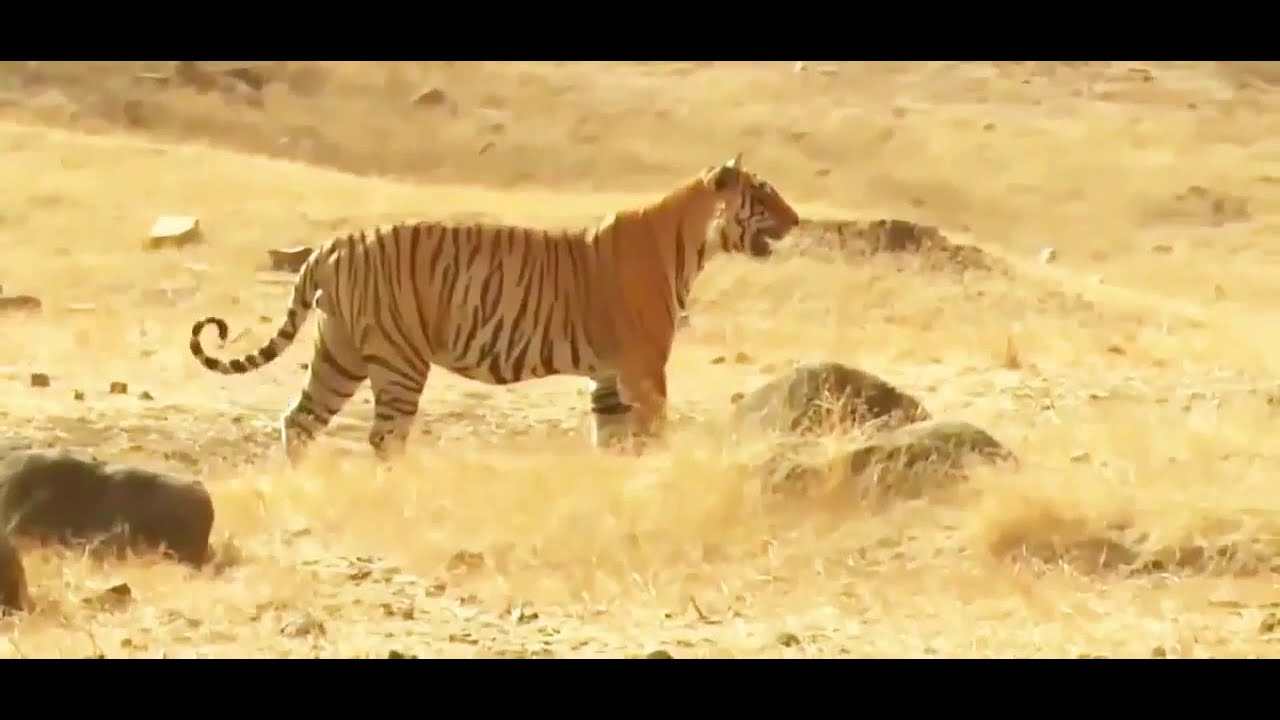 Life of Tiger Queen National Geographic Documentary HD 2020