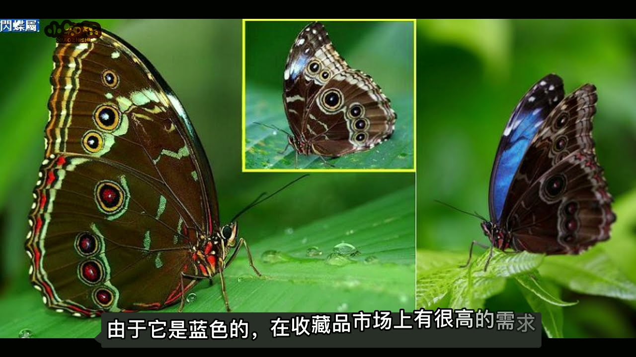 [TOP 10]世界最【美蝴蝶】【小知识】