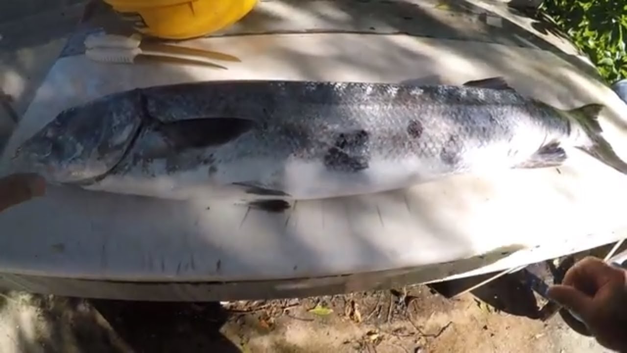 HOW TO CLEAN A BARRACUDA