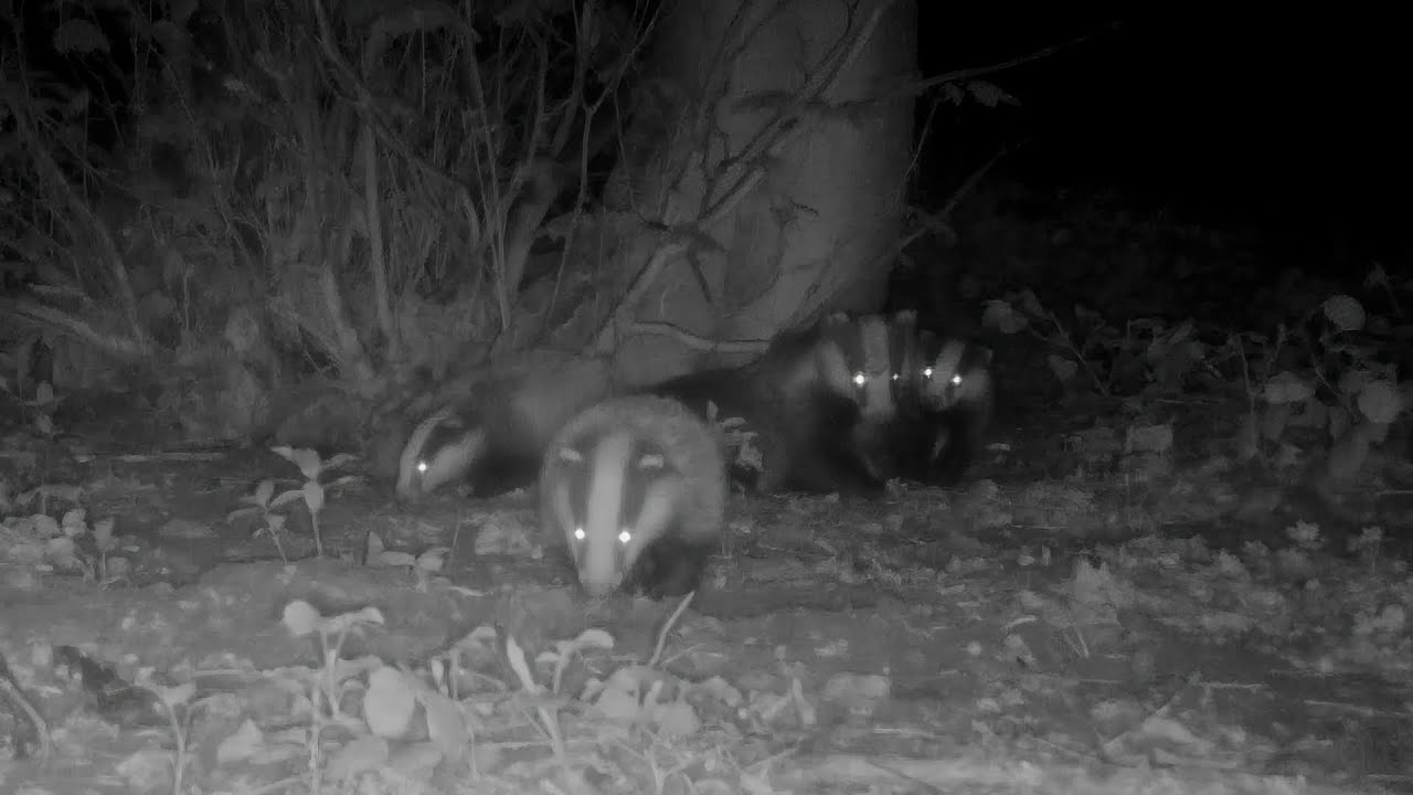 Badger Cubs! The first two weeks...