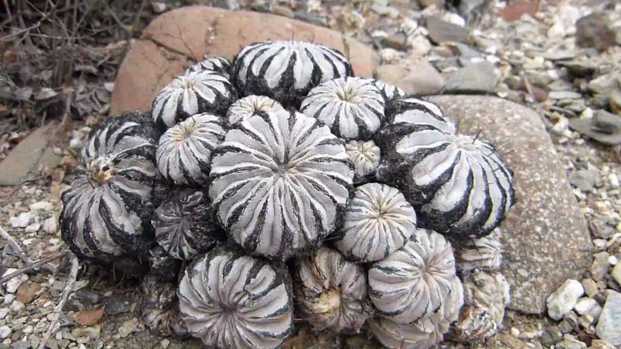 Beauty of Chilean cacti