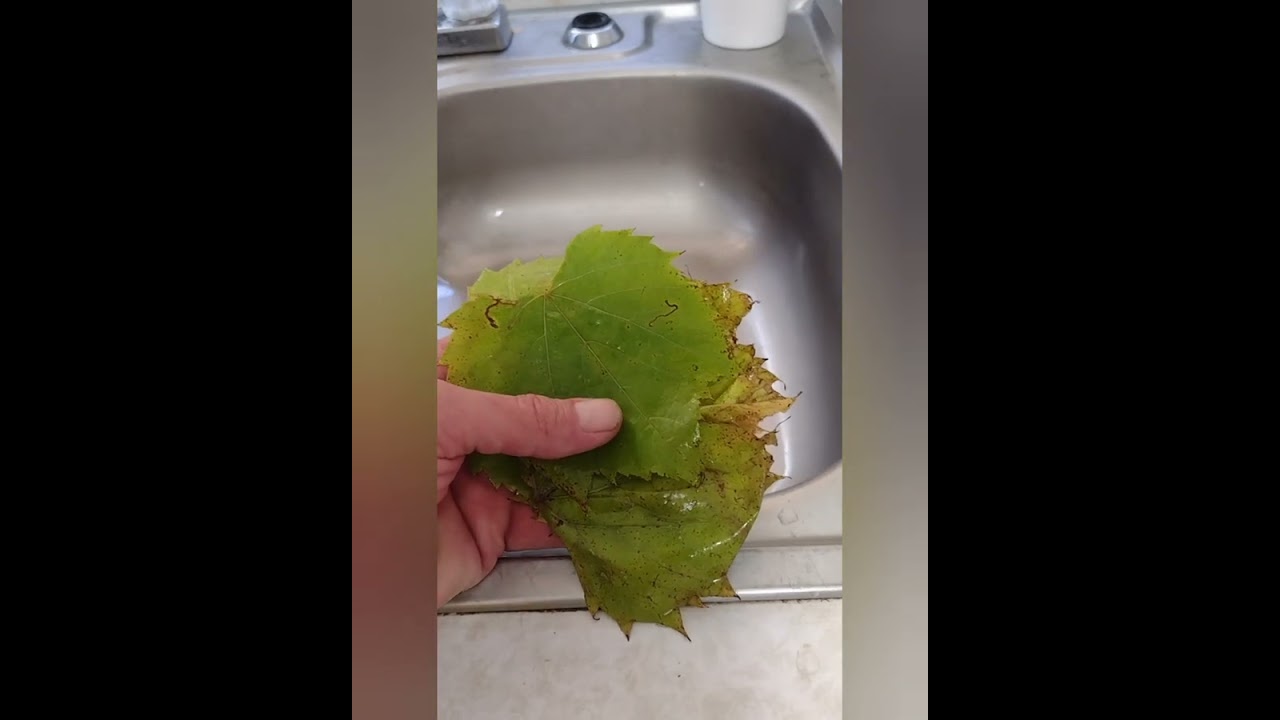 Harvest Grape Leaves - Cooking Ideas - Recipe In Description