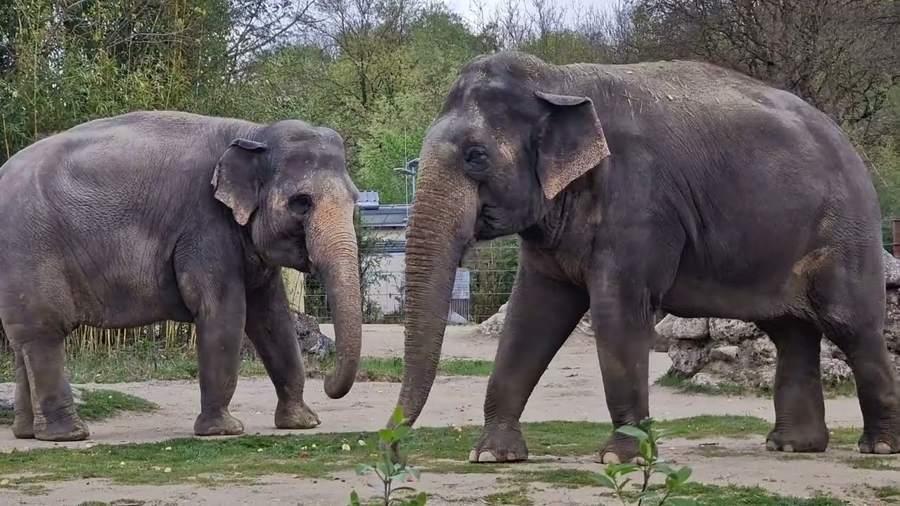 Elefant Otto wird groß 🐘 #tierparkhellabrunn #elefant #elephant
