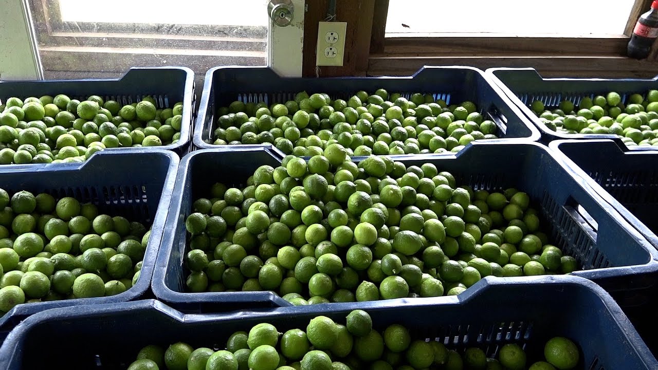 Los mejores limones a nivel centroamericano se cultivan en Nicaragua