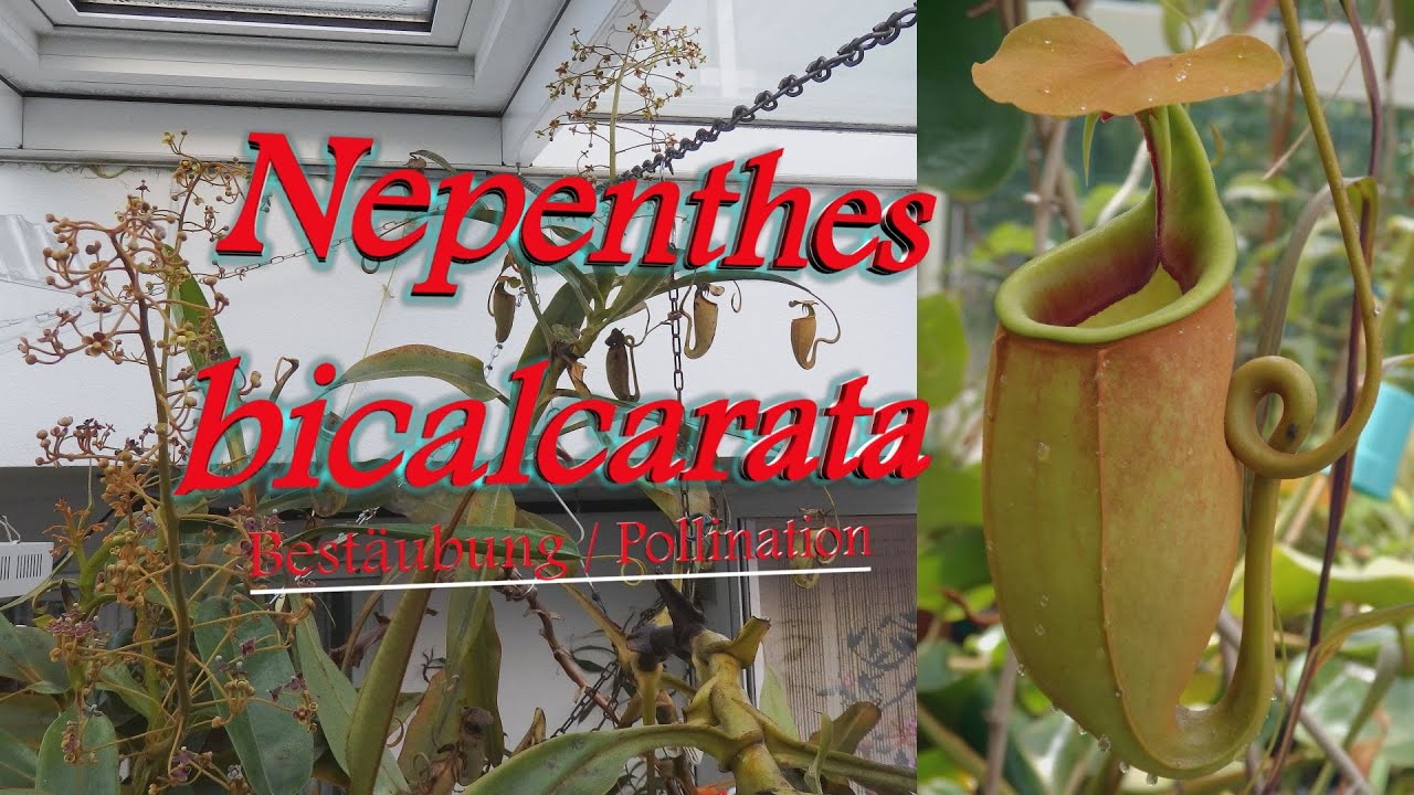 Nepenthes bicalcarata: Best&auml;ubung / Pollination