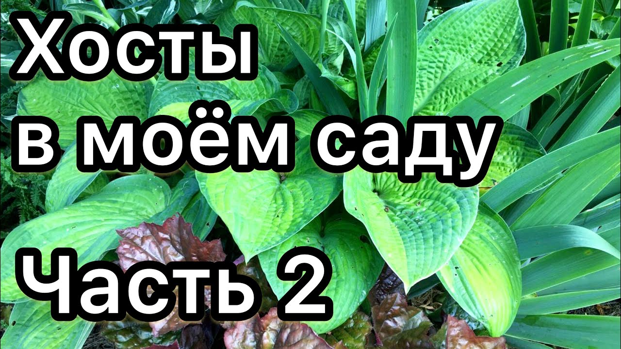 Хосты в моём саду Часть 2 Обзор