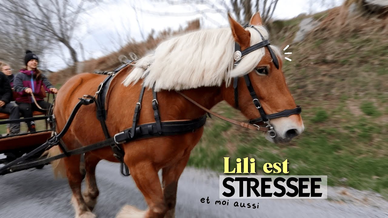 On reprend enfin L'ATTELAGE après 7 mois d'arrêt !