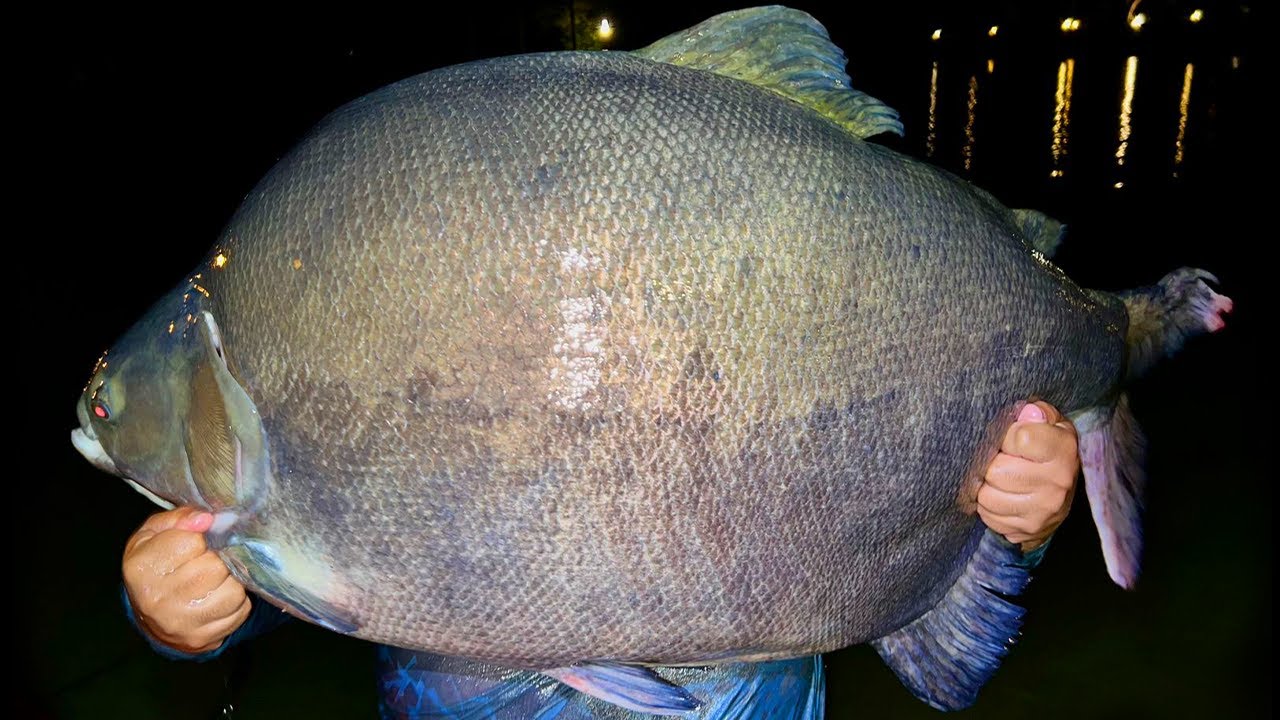FISGUEI O MAIOR TAMBACU DO BRASIL / 45KG no TAQUARI