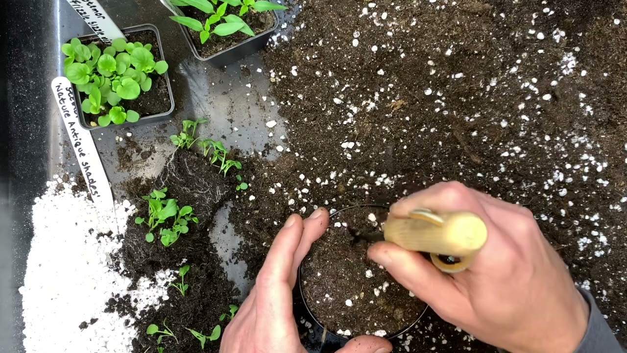 Vi potter om (prikler) stemorsblomster.