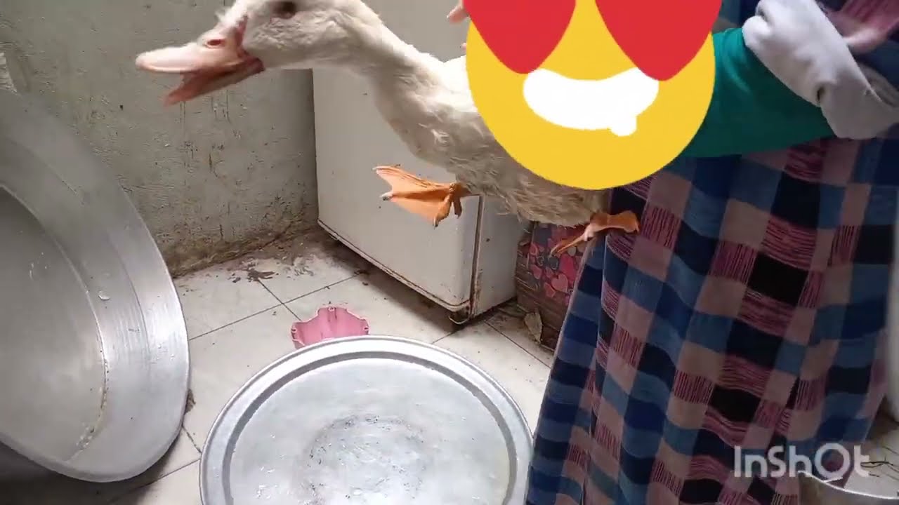 حكاية بوحة... ورسالة أم إبراهيم وأعتذار واجب 