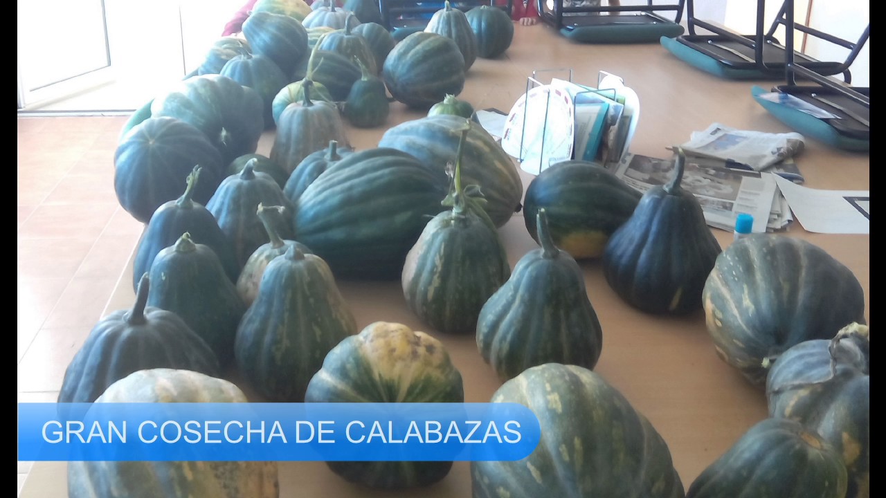 Huerto Escolar 