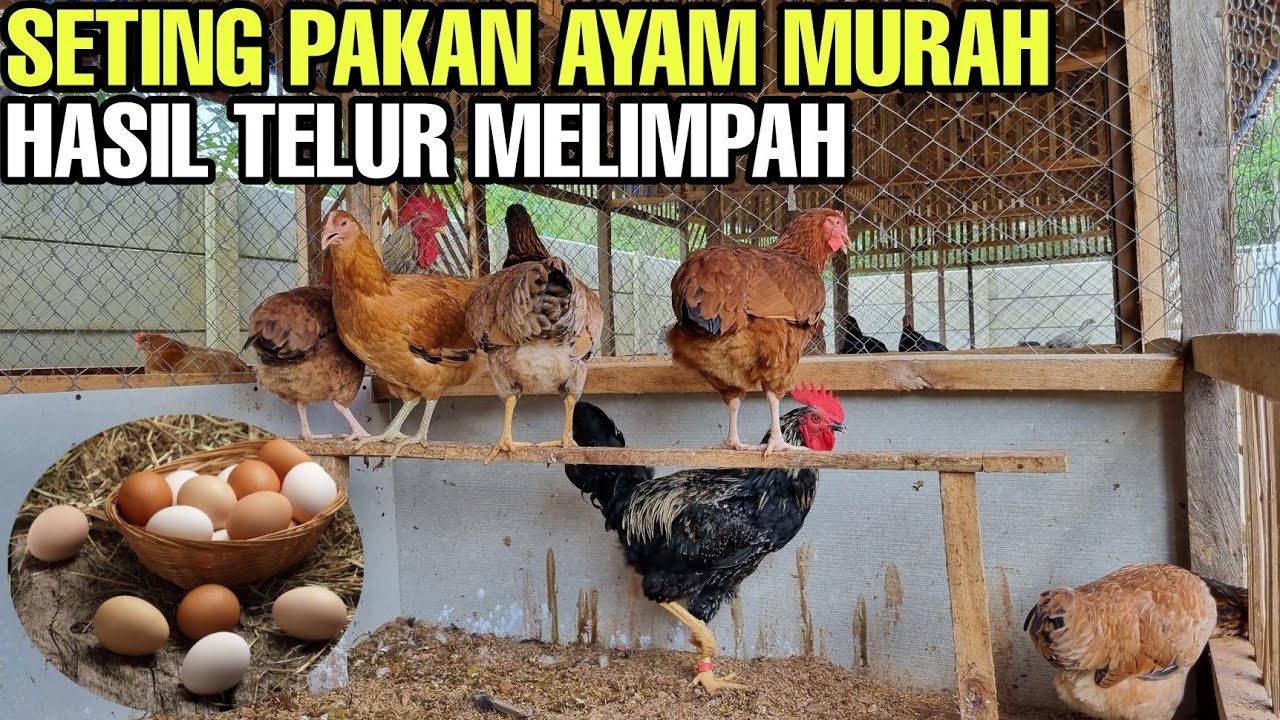 JENIS PAKAN YANG TEPAT UNTUK CALON INDUKAN‼️