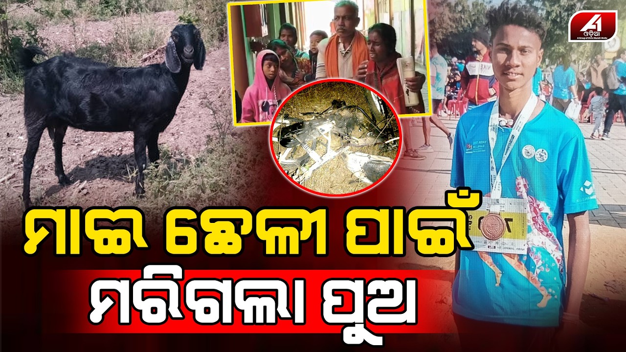 ଏଇ ମାଈଛେଳି ମୋ ପୁଅକୁ ମାରିଦେଲା ଥାନା ବାବୁ ଆମକୁ ନ୍ୟାୟ ଦିଅ l MAYURBHANJA GOAT l @A1odia